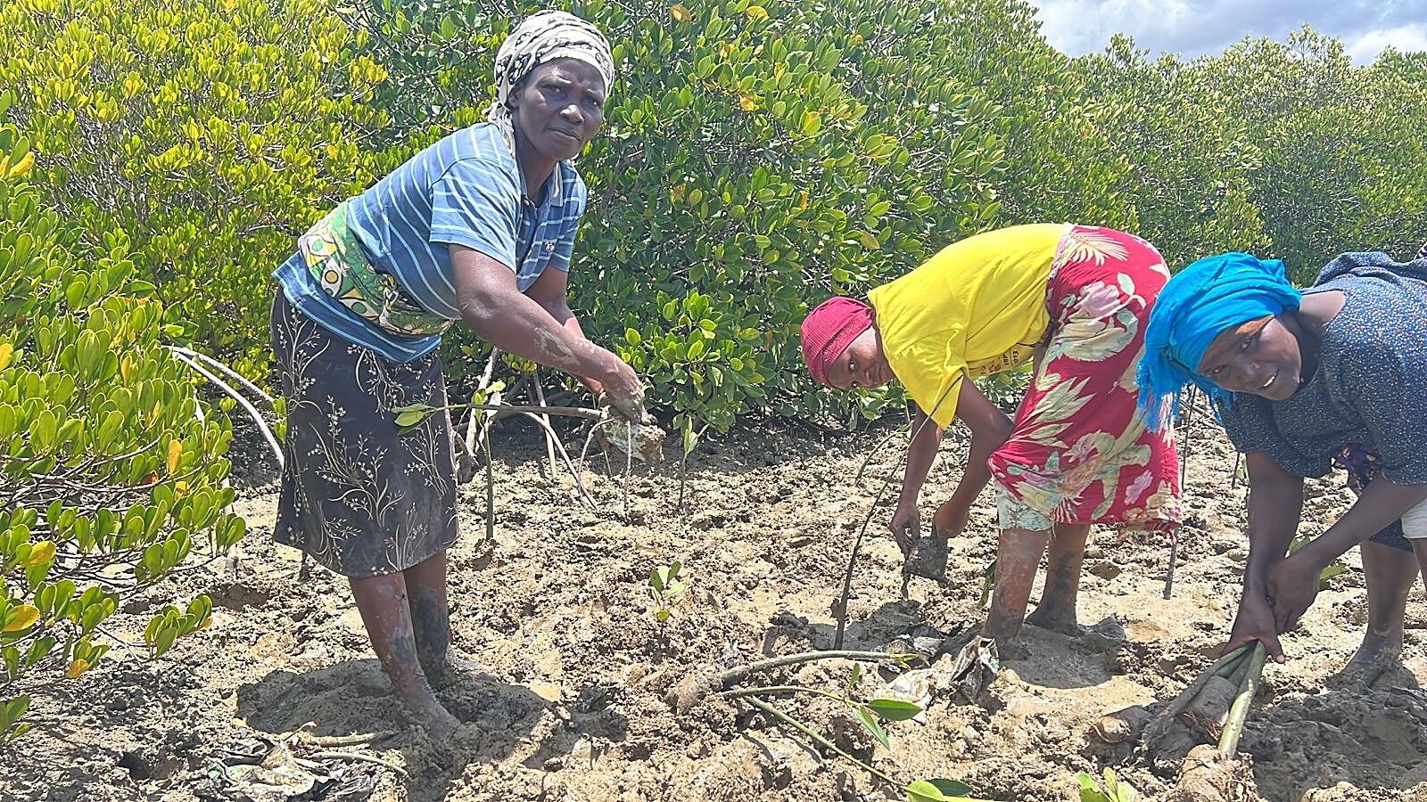 Community members planting mangrove seedlings on a Mombasa County tidal flat