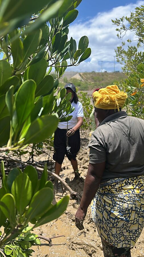 CYA volunteers walking through the mangroves during a community restoration walk